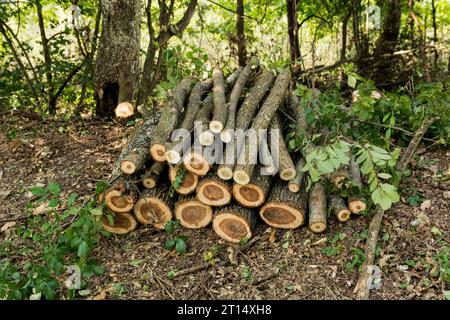 Ein Haufen von einem Meter langen Baumstämmen, die an einem Sommertag im Wald ordentlich übereinander gestapelt sind. Konzept der Vorbereitung von Brennholz für die Winterheizung Stockfoto