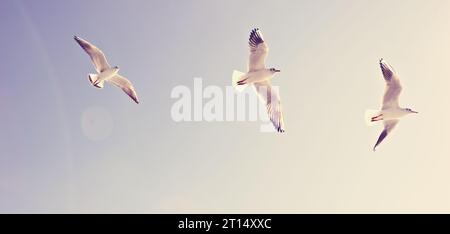 Drei Möwen fliegen am blauen Himmel Stockfoto