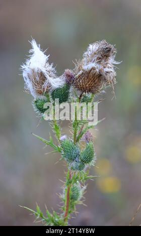 Blick auf Klettenblume mit Dorn zur Herbstzeit Stockfoto