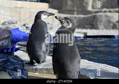 West Calder, Schottland, Großbritannien. Oktober 2023. Der Five Sisters Zoo begrüßt acht Humboldt-Pinguine gerade rechtzeitig zu den Schulferien. Die Pinguine erkunden ihr neu erbautes Gehege und ihren Lebensraum im Five Sisters Zoo. Fütterungszeit mit Senior Keepers, Angela Gordon und Natalie Marshall. Spheniscus humboldti. Quelle: Craig Brown/Alamy Live News Stockfoto