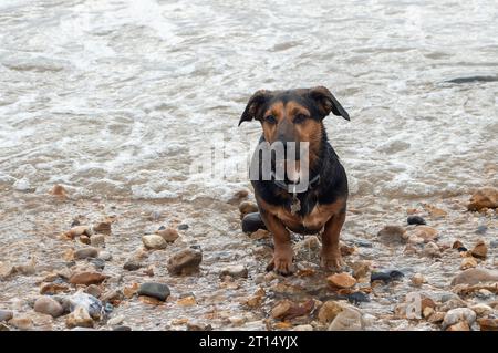 Charmouth, Dorset, Großbritannien. Oktober 2023. Die Temperaturen bleiben im Oktober in Charmouth, Dorset, höher als üblich. Die Leute suchten heute Morgen am Strand nach Fossilien und gingen mit ihren Hunden spazieren. Das Met Office hat eine gelbe Warnung vor Regen für den Südwesten Englands von 21,00 heute Abend bis morgen Nacht ausgegeben. Quelle: Maureen McLean/Alamy Live News Stockfoto