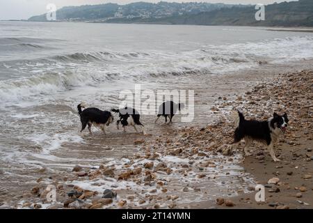 Charmouth, Dorset, Großbritannien. Oktober 2023. Die Temperaturen bleiben im Oktober in Charmouth, Dorset, höher als üblich. Die Leute suchten heute Morgen am Strand nach Fossilien und gingen mit ihren Hunden spazieren. Das Met Office hat eine gelbe Warnung vor Regen für den Südwesten Englands von 21,00 heute Abend bis morgen Nacht ausgegeben. Quelle: Maureen McLean/Alamy Live News Stockfoto