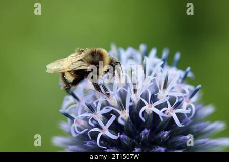 Lila Globus Distel, Echinops Ritro, Blume in Nahaufnahme mit einer Hummel und einem verschwommenen Hintergrund aus Blättern. Stockfoto