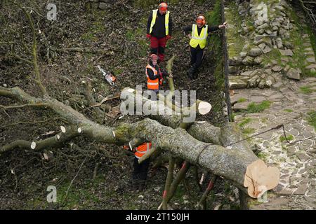 Die Arbeiten beginnen mit der Entfernung des umgeschlagenen Sycamore Gap Baumes an der Hadrian's Wall in Northumberland. Bilddatum: Mittwoch, 11. Oktober 2023. Stockfoto