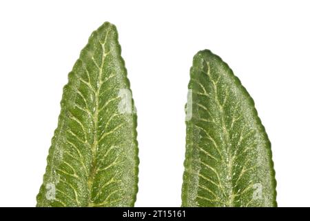 Bracken, Pteridium aquilinum, Stifte zeigen sori an den unteren Kanten. Sori sind Sporen, die Organe produzieren. Müllboden in England. Stockfoto