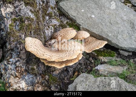 Dryad's Saddle, Polyporus squamosus, Klammerpilz auf Asche, Fraxinus excelsior Stockfoto