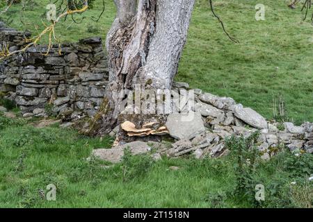 Dryad's Saddle, Polyporus squamosus, Klammerpilz auf Asche, Fraxinus excelsior Stockfoto