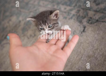 Ein Kätzchen versucht, sich die Hand zu beißen Stockfoto