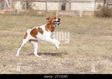 Brittany Epanel bretonisches Porträt eines Hundes in orange-weißen französischen farben, der mit der Zunge hängt und ruht, rennt, im Sommer auf dem Feld liegt. Britt Stockfoto