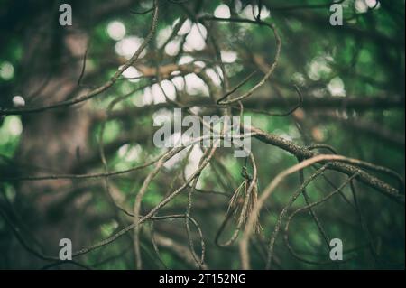 Gruselige mystische Magie im tiefen Wald aus nächster Nähe Stockfoto