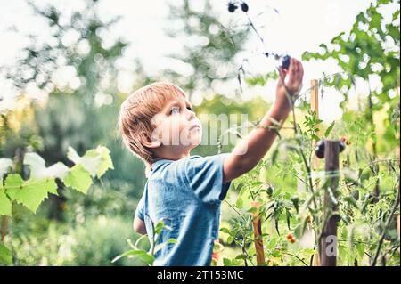 Süßer kleiner Junge, der reife schwarze Tomaten im Gemüsegarten sammelt. Sommerruhe. Stockfoto