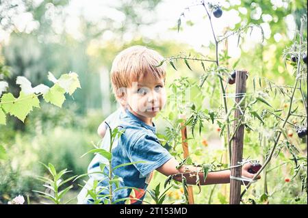 Süßer kleiner Junge, der reife schwarze Tomaten im Gemüsegarten sammelt. Sommerruhe. Stockfoto