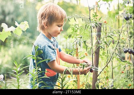 Süßer kleiner Junge, der reife schwarze Tomaten im Gemüsegarten sammelt. Sommerruhe. Stockfoto