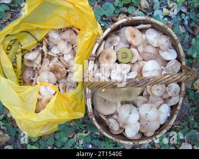 Eine Plastiktüte und ein Korb voller Speisepilze. Honigpilze im Gras und Honigpilze. Umweltschutz. Stockfoto