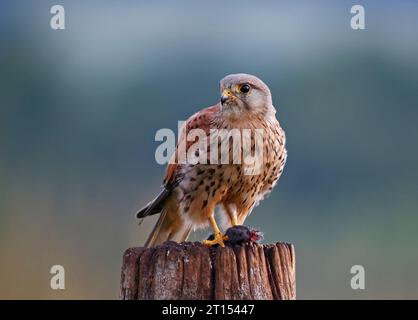 Männlicher Turmfalke, der mit seiner Tötung thront Stockfoto