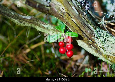 Zweige mit roten Reifen Preiselbeeren hängen im Spätsommer auf einem alten moosigen Stück Holz im Wald. Stockfoto