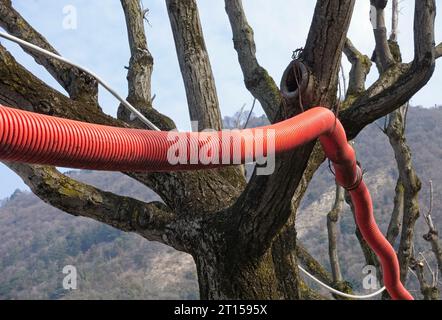 Rotes Wellrohr für Kabel, die an Baumästen hängen Stockfoto