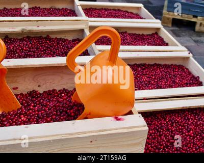 Nahaufnahme frischer Preiselbeeren in Holzkisten zum Verkauf und einer orangefarbenen Kunststoffschaufel im Herbst. Stockfoto