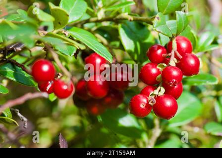 Nahaufnahme eines Preiselbeerstrauchs mit Gruppen von roten Reifen Beeren und grünen Blättern, die im Spätsommer im Wald wachsen. Stockfoto