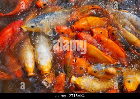 Koi-Karpfen drängen sich zusammen und konkurrieren um Essen. Nahaufnahme. Stockfoto