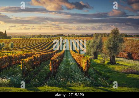 Bolgheri Weinberge, Olivenbäume und Blumen bei Sonnenuntergang. Herbstsaison. Meer im Hintergrund. Alta Maremma, Toskana, Italien, Europa. Stockfoto