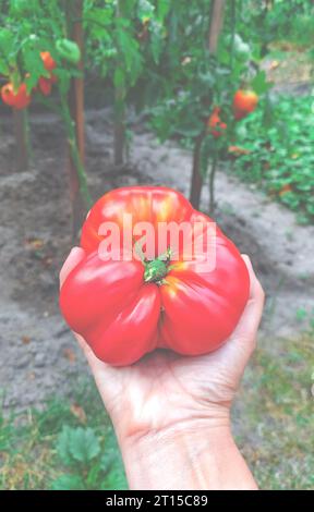 Garten. Ernte. Große rote Bio-Tomate in der Hand der Frau Stockfoto
