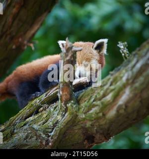 Schüchterner roter Panda, Ailurus fulgens auf einem Baumstamm im Zoo Stockfoto