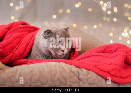 Britische Katze im Bett vor dem Hintergrund von Girlandenlichtern. Eine schöne graue Kurzhaarkatze in einem roten Schal liegt auf einem Kissen. Haustier und Neujahr oder Chris Stockfoto