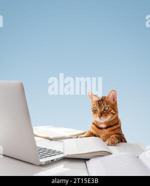 Die Katze sitzt am Schreibtisch und schaut auf den Laptop. Katze und Laptop auf farbigem Hintergrund. Kopierbereich. Stockfoto