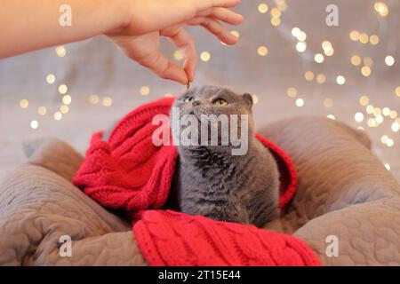 Die Hand eines Mannes bietet einer Katze ein Leckerbissen. Britische Katze im Bett vor dem Hintergrund von Girlandenlichtern. Schöne graue Kurzhaarkatze in einem roten Schal. Haustier an Stockfoto