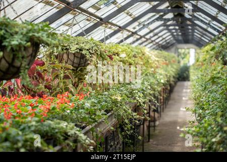 Geschlossenes Gewächshaus voller Blumen. Pflanzenzüchterei für Zierpflanzen und Blumenpflanzen Stockfoto