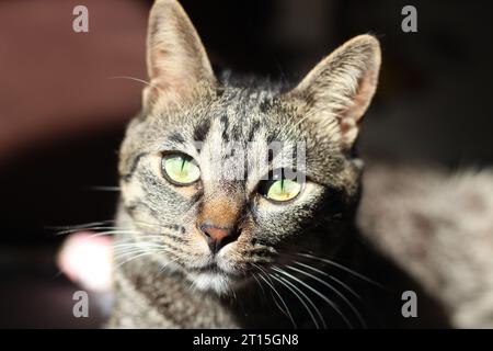 Hauskatze Stockfoto