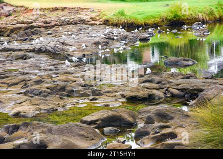 Waitangi ist ein Ort an der Nordseite des Waitangi River in der Bay of Island, Neuseeland Stockfoto