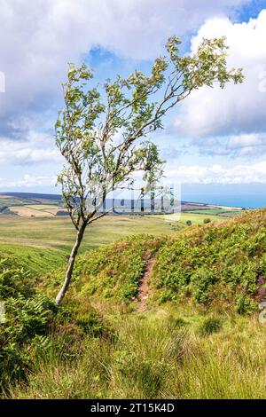 Ein Vogelbaum oder Mountain Ash (Sorbus aucuparia), der am Stoke Pero Common im Exmoor National Park in der Nähe von Cloutsham, Somerset, England, wächst Stockfoto