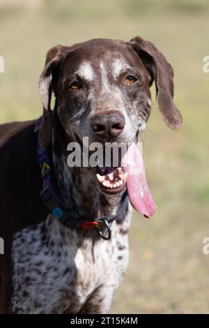 Wunderschönes Porträt eines reinrassigen Jagdhundes Deutsch Kurzhaariger Zeiger braun. Der deutsche Kurzhaarzeiger ist ein Jagdhund. Nahaufnahme Porträt von A Stockfoto