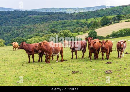 Wissbegierige Rinder im Exmoor-Nationalpark bei Cloutsham, Somerset, England, Vereinigtes Königreich Stockfoto