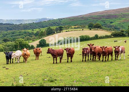 Wissbegierige Rinder im Exmoor-Nationalpark bei Cloutsham, Somerset, England, Vereinigtes Königreich Stockfoto