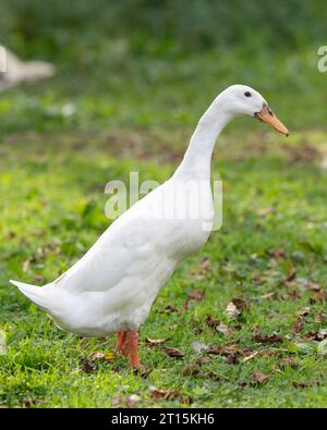 Weiße indische Runner-Ente Stockfoto