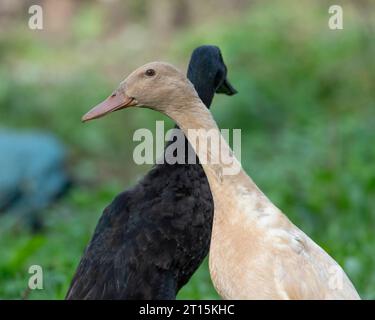 Zwei Indian Runner Enten Stockfoto