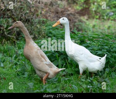 Zwei Indian Runner Enten Stockfoto