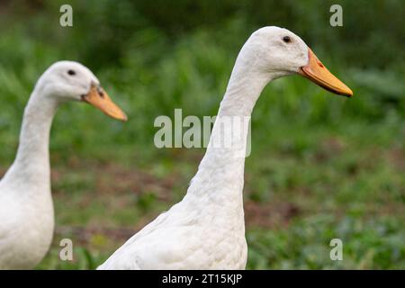 Weiße indische Runner-Enten Stockfoto