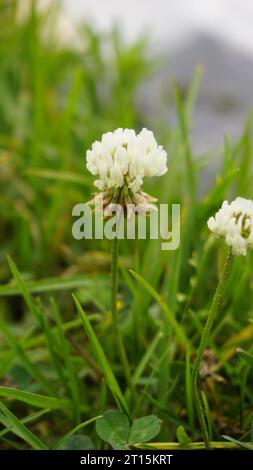 Weies Kriechklee (Trifolium repens) wchst im Sommer in der Natur  Stockfotografie - Alamy
