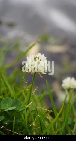 Blüten von Trifolium repens, auch bekannt als Weißer niederländischer Klee, Ladino-Klee, Weißer Dreireifen, Ladino, kriechender Weißer Klee, Geißblatt, Bela detelina Stockfoto