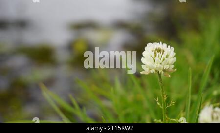 Blüten von Trifolium repens, auch bekannt als Weißer niederländischer Klee, Ladino-Klee, Weißer Dreireifen, Ladino, kriechender Weißer Klee, Geißblatt, Bela detelina Stockfoto