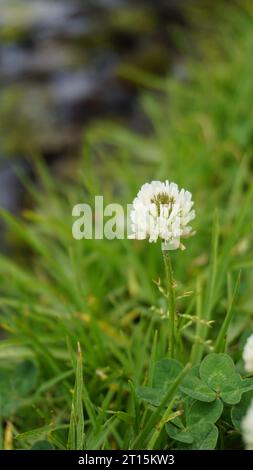 Blüten von Trifolium repens, auch bekannt als Weißer niederländischer Klee, Ladino-Klee, Weißer Dreireifen, Ladino, kriechender Weißer Klee, Geißblatt, Bela detelina Stockfoto