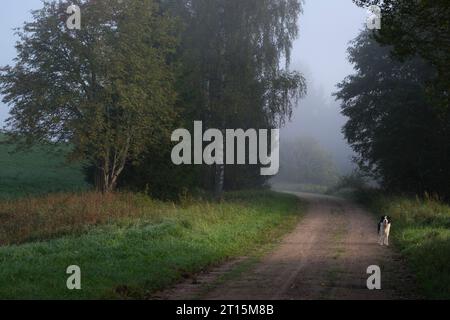 Border Collie auf einer Landstraße, nebeliger Morgen auf dem Land Stockfoto