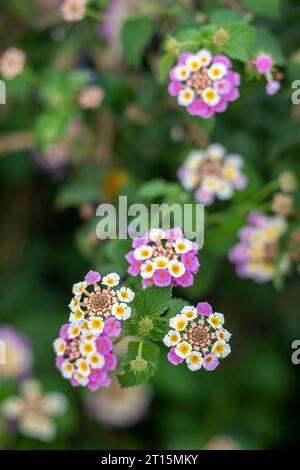 Wunderschöne blühende Pflanze lantana camara wächst auf der griechischen Insel zante oder zakynthos in griechenland Stockfoto