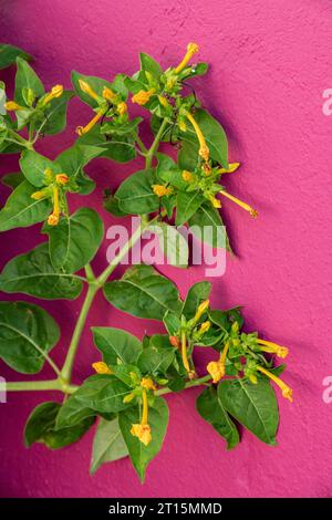 Bewundern Sie die peruanische Blume (mirabilis jalapa), die an einer hell bemalten pinkfarbenen Wand wächst. Stockfoto