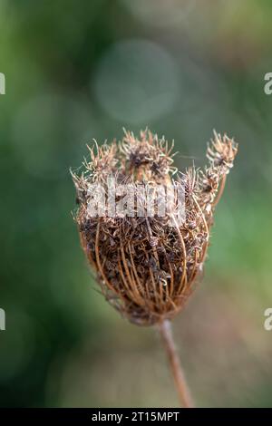 Wilde Karotten-Fruchtkernkapsel im Herbst Stockfoto