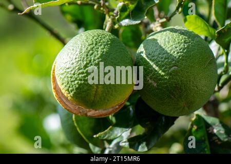 Bergamotte wächst wild auf einem Baum auf der griechischen Insel zante oder zakynthos in griechenland Stockfoto